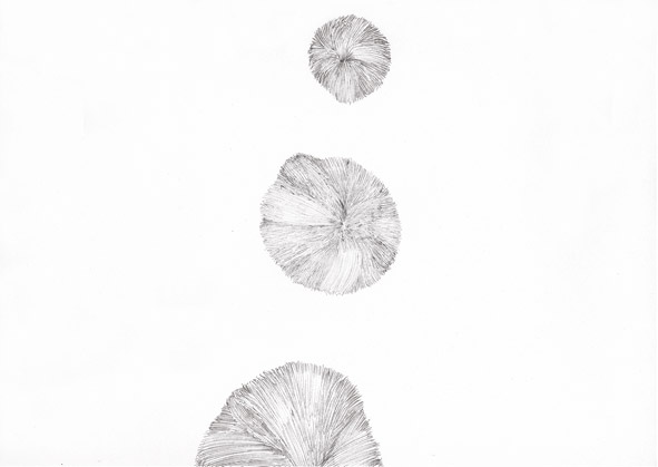 Teresa Paltram: o.T. |  2011  |  Kugelschreiber auf Papier | 42 x 29,8 cm